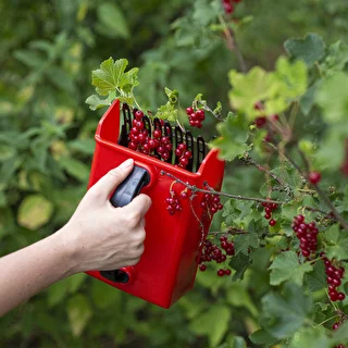 Small fruit picker – photo 8