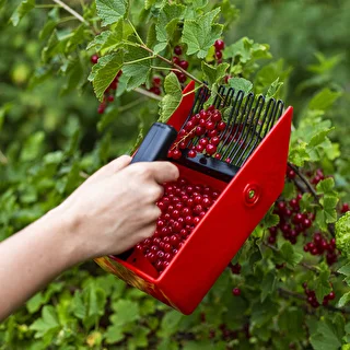 Berry Picker with Metal Teeth – photo 8