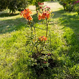 Bow plant support – 70 cm  – photo 5