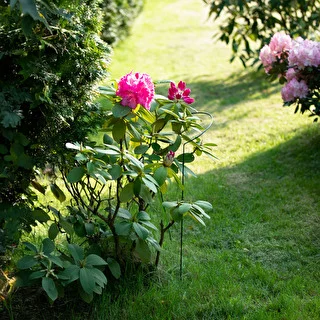 Bow plant support – 100 cm – photo 7