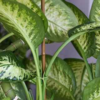 Steel Garden Stake Coated and Bamboo-Shaped - 1,8 m x 11 mm – photo 4