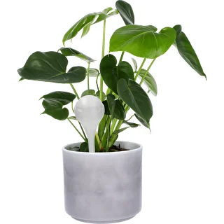Plant watering globes, white, semi-transparent, 2 pcs – photo 5