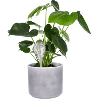 Plant watering globes, transparent, 400 ml, 2 pcs – photo 7