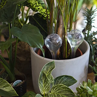 Plant watering globes, transparent, 400 ml, 2 pcs – photo 9
