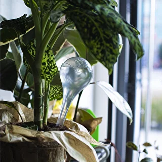 Plant watering globes, transparent, 4 pcs – photo 11