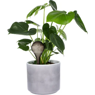 Plant watering globes, black, transparent, 4 pcs. – photo 6