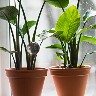 Plant watering globes, black, transparent, 400 ml, 2 pcs. – photo 9