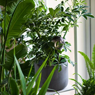 Plant watering globes, black, transparent, 4 pcs. – photo 9