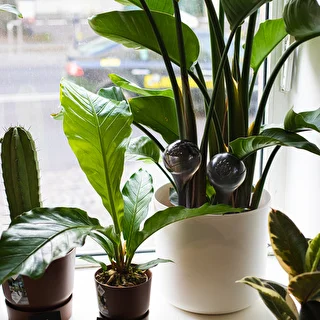 Plant watering globes, black, transparent, 400 ml, 2 pcs. – photo 13
