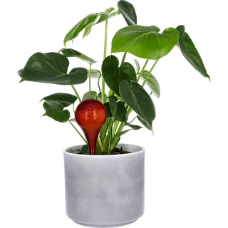 Plant watering globes, amber colour, transparent, 400 ml, 2 pcs – photo 7