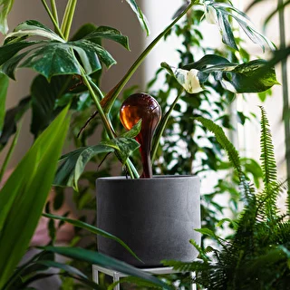 Plant watering globes, amber colour, transparent, 400 ml, 2 pcs – photo 10