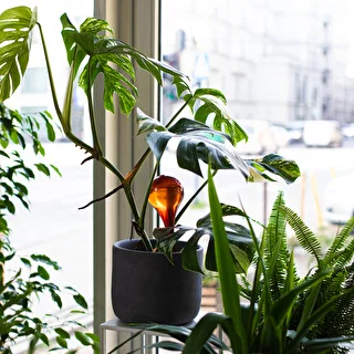Plant watering globes, amber colour, transparent, 400 ml, 2 pcs – photo 11