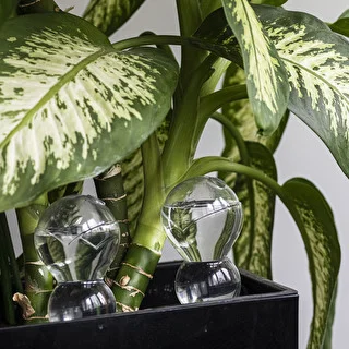 Triple Watering Globe (Three-Chamber), Transparent and Clear, with Ceramic Spike, 600 ml – photo 8