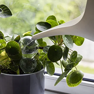 Triple Watering Globe (Three-Chamber), Transparent and Clear, with Ceramic Spike, 600 ml – photo 6