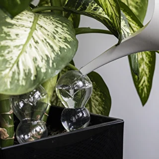 Triple Watering Globe (Three-Chamber), Transparent and Clear, with Ceramic Spike, 600 ml – photo 7