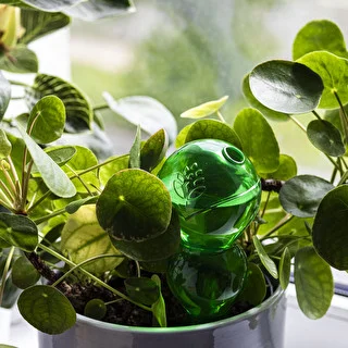 Triple Watering Globe (Three-Chamber), Transparent Green, 600 ml – photo 7