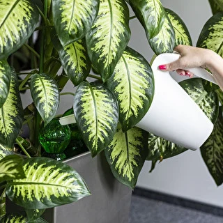 Triple Watering Globe (Three-Chamber), Transparent Green with Ceramic Spike, 600 ml – photo 6