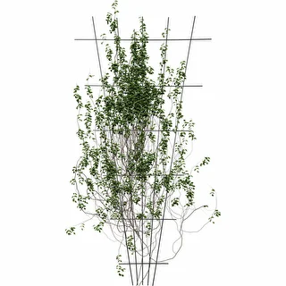 Plant Support - Garden Trellis 150 x 75 cm 2 pcs – photo 3