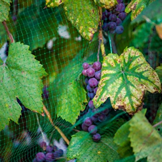 Bird Protection Netting, Green, 5 m x 10 m – photo 6