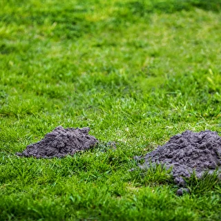 Electronic mole repeller – photo 3