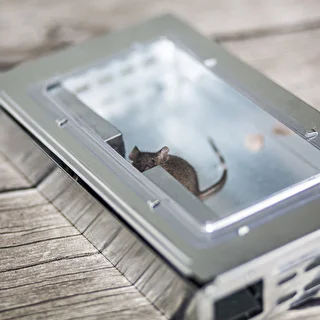 Humane metal mouse trap – photo 8