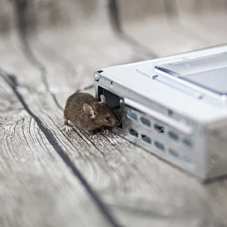 Humane metal mouse trap – photo 7