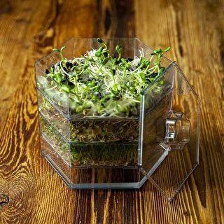 Set of seeds for sprouting - 10 packs – photo 7