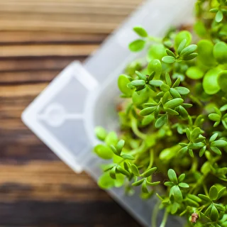 Set of seeds for sprouting - 10 packs – photo 8