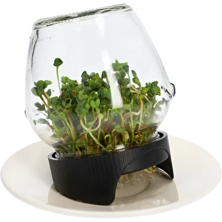 Sprouting jar glass +  radish seeds – photo 8