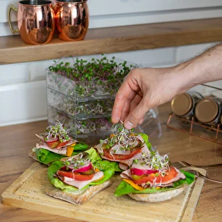 Multi tier seed sprouter + radish seeds – photo 16