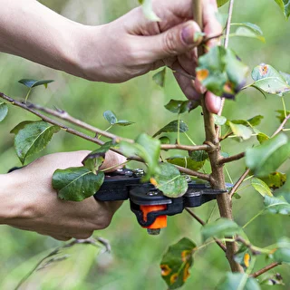 Grafting shears with tape – photo 3
