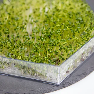 Niezłe ziółko- multi tier seed sprouter – photo 7