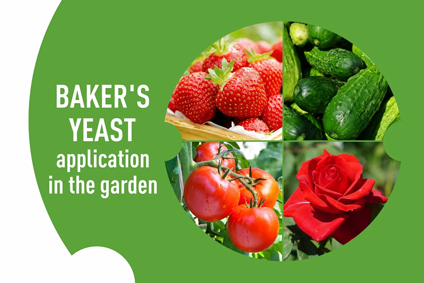 Baker’s yeast - application in the garden