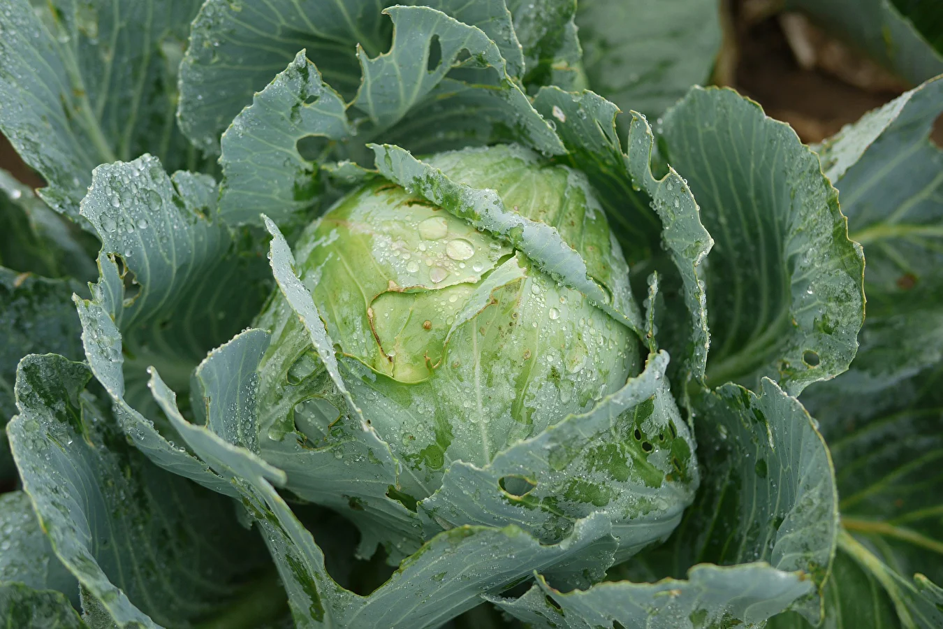 Sauerkraut according to Ms Sylwia’s recipe