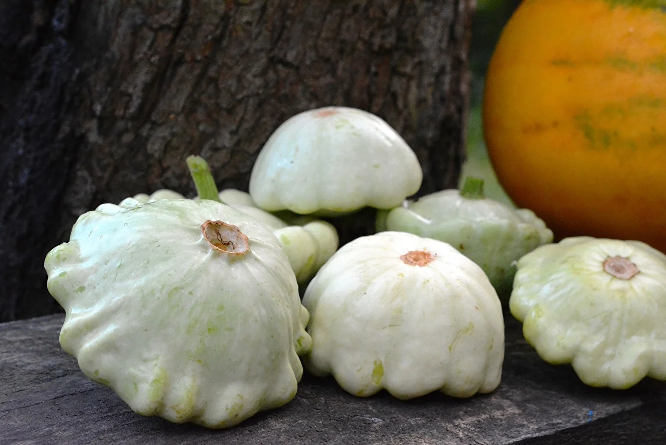 Pickled pattypan squash
