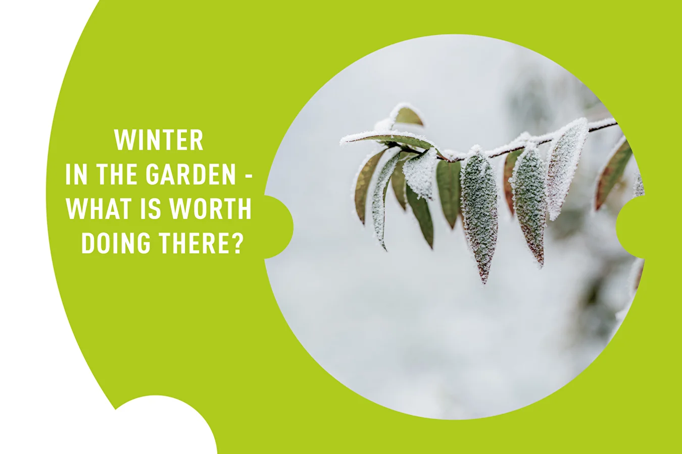 WINTER IN THE GARDEN - WHAT IS WORTH DOING THERE?