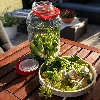 8l glass jar with plastic cap - 9 ['large jar', ' jar large', ' large glass jar', ' canning jar', ' for pickling', ' for cucumbers', ' for cabbage', ' industrial jar', ' jar with tongs', ' jar tongs', ' cucumber tongs']