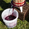 Burgund winemaking yeast w/o growing, 20 ml - 4 ['for red wines', ' for currant wines', ' for dark grapes', ' for aronia wines', ' for elderberry wines', ' without multiplication', ' liquid wine yeast']