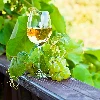 Enovini® OK WHITE yeast - acidity reducing, 7 g - 9 ['yeast for apples', ' yeast for white grapes', ' apple wine', ' grape wine', ' acidity reducing yeast', ' yeast for white wine', ' dried yeast', ' homemade wine']