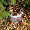 Food bucket "GWIOZDA" 10 L with lid - 10 ['garden bucket', ' bucket with lid', ' bucket for the garden', ' bucket with lid', ' lockable bucket', ' lockable bucket', ' printed bucket', ' for mushrooms']