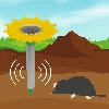 Mole repellent powered with a solar battery - 5 ['solar repeller', ' for moles', ' against moles', ' garden protection', ' for shrews', ' how to get rid of a mole', ' flower repeller']