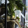 Plant watering globes, white, semi-transparent, 400 ml, 4 pcs - 11 ['watering globes', ' flower watering dispenser', ' for watering flowers', ' flower watering devices', ' flower watering', ' plant watering', ' watering devices for pots', ' for watering flowers', ' for pot flowers', ' watering system', ' watering globe', ' water dispenser for flowerpots', ' globes for plants', ' dispenser for plants', ' plant watering', ' watering globe', ' white watering globes']