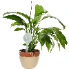 Plant watering spheres, white, semi-transparent, 360 ml - 2 pcs - 7 