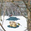 Plastic bird feeder - 19,5x14,5x18 cm, green - 9 ['bird feeder', ' plastic bird feeder', ' winter bird feeding', ' green bird feeder']