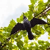 Raven-in-flight, bird repeller - 4 ['bird deterrence', ' how to repel birds', ' balcony bird', ' raven for deterrence', ' artificial raven', ' backyard repeller', ' backyard deterrent', ' raven for repelling', ' repelling raven']