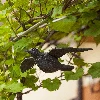 Raven-in-flight, bird repeller - 5 ['bird deterrence', ' how to repel birds', ' balcony bird', ' raven for deterrence', ' artificial raven', ' backyard repeller', ' backyard deterrent', ' raven for repelling', ' repelling raven']