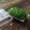 Seed sprouter tray - 17 ['sprouting kit', ' sprouter', ' seed germinator', ' sprouting glass', ' bean sprouter kit', ' broccoli sprouting', ' sprout jar', ' sprouting jar', ' bean sprouter', ' sprouting trays', ' beansprouts']