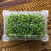 Seed sprouter tray - 18 ['sprouting kit', ' sprouter', ' seed germinator', ' sprouting glass', ' bean sprouter kit', ' broccoli sprouting', ' sprout jar', ' sprouting jar', ' bean sprouter', ' sprouting trays', ' beansprouts']