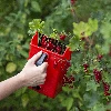 Small fruit picker - 8 ['berry picker', ' fruit comb', ' picking machine', ' fruit picking', ' berry picking', ' berry season']