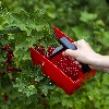 Small fruit picking device, metal. teeth - 7 ['blueberry picker', ' fruit comb', ' picking machine', ' currant picker', ' fruit picking', ' berry picking', ' berry season']
